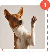 basenji dog waving with the paw