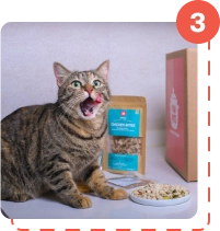cat eating fresh food