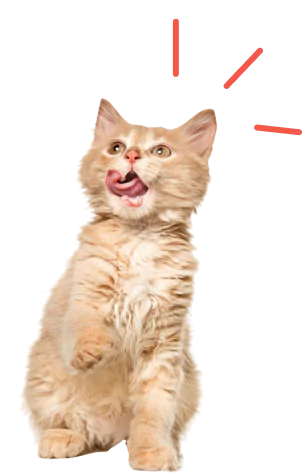 Ginger cat licking