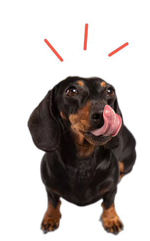 Dachshund dog licking