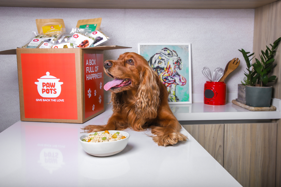 Nutritious Dog Food Meal Plans