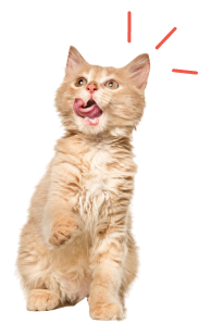 ruff Cost Cat