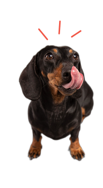 ruff Cost Dog