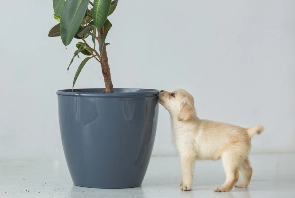 a golden retriever puppy smelling the plant