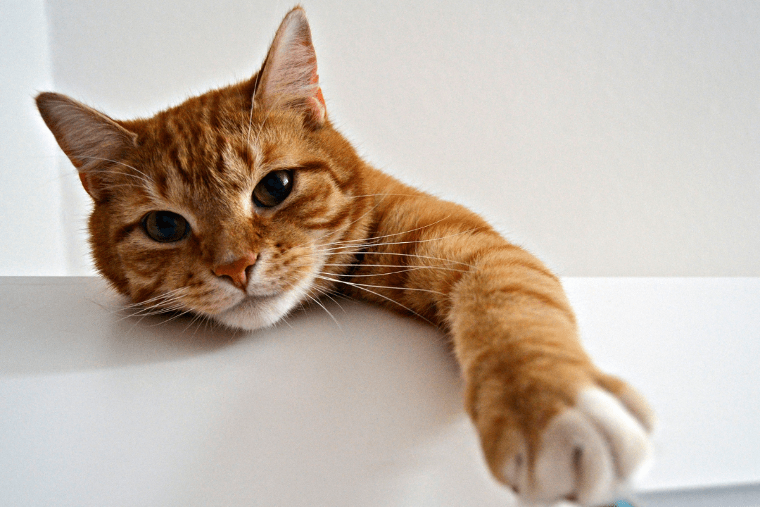 cat paw