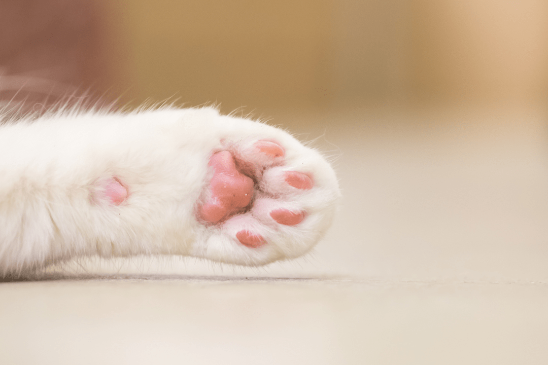 cat paw