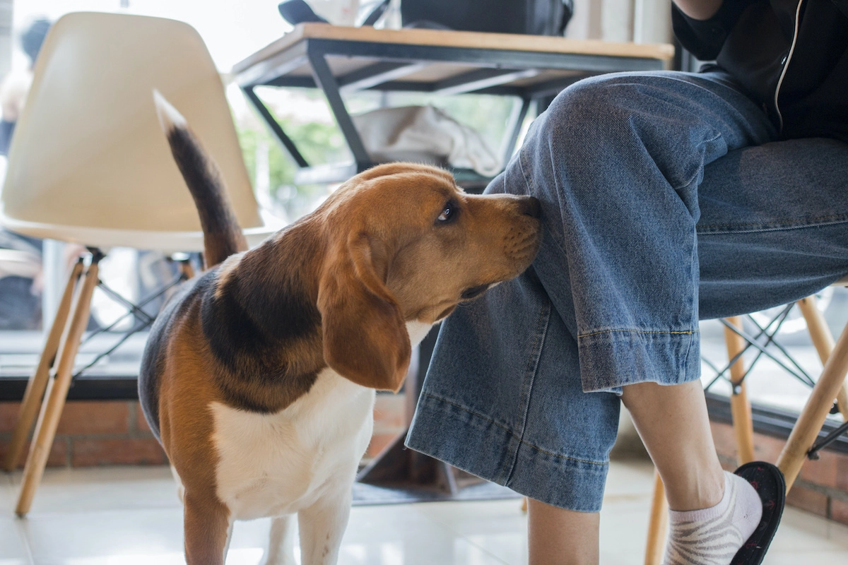 dog sniffing the human jeans