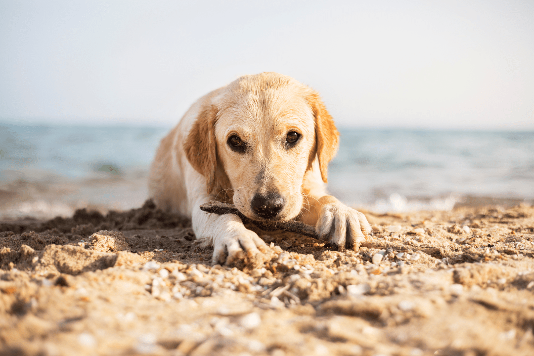 dog at beach lebanon