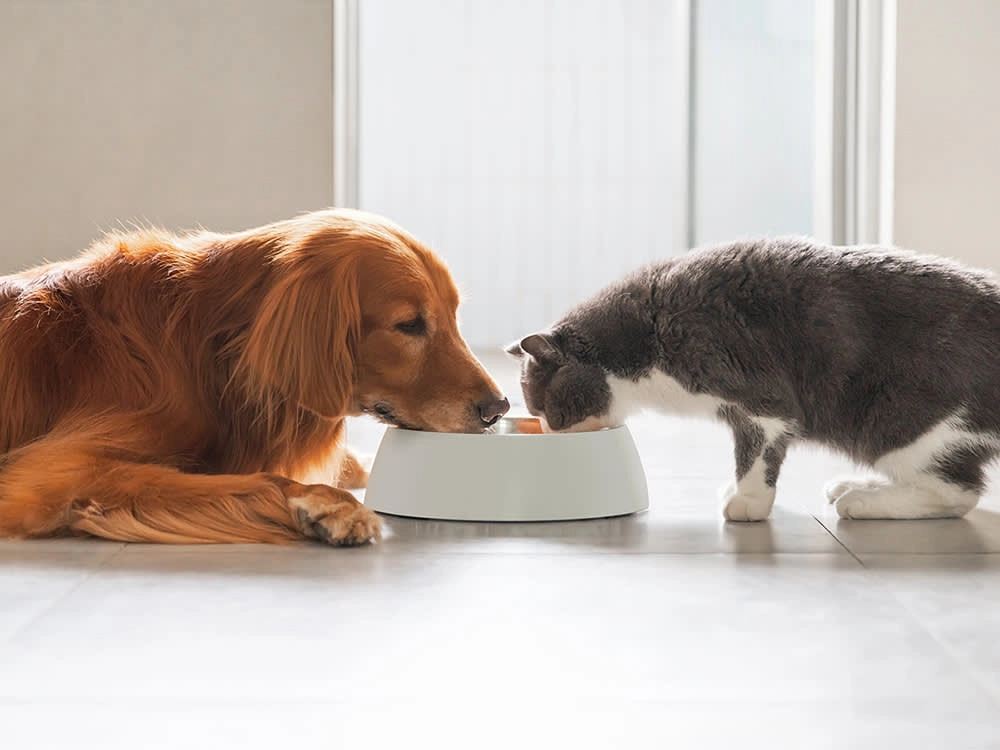 The Breakdown of the Different Pet Foods