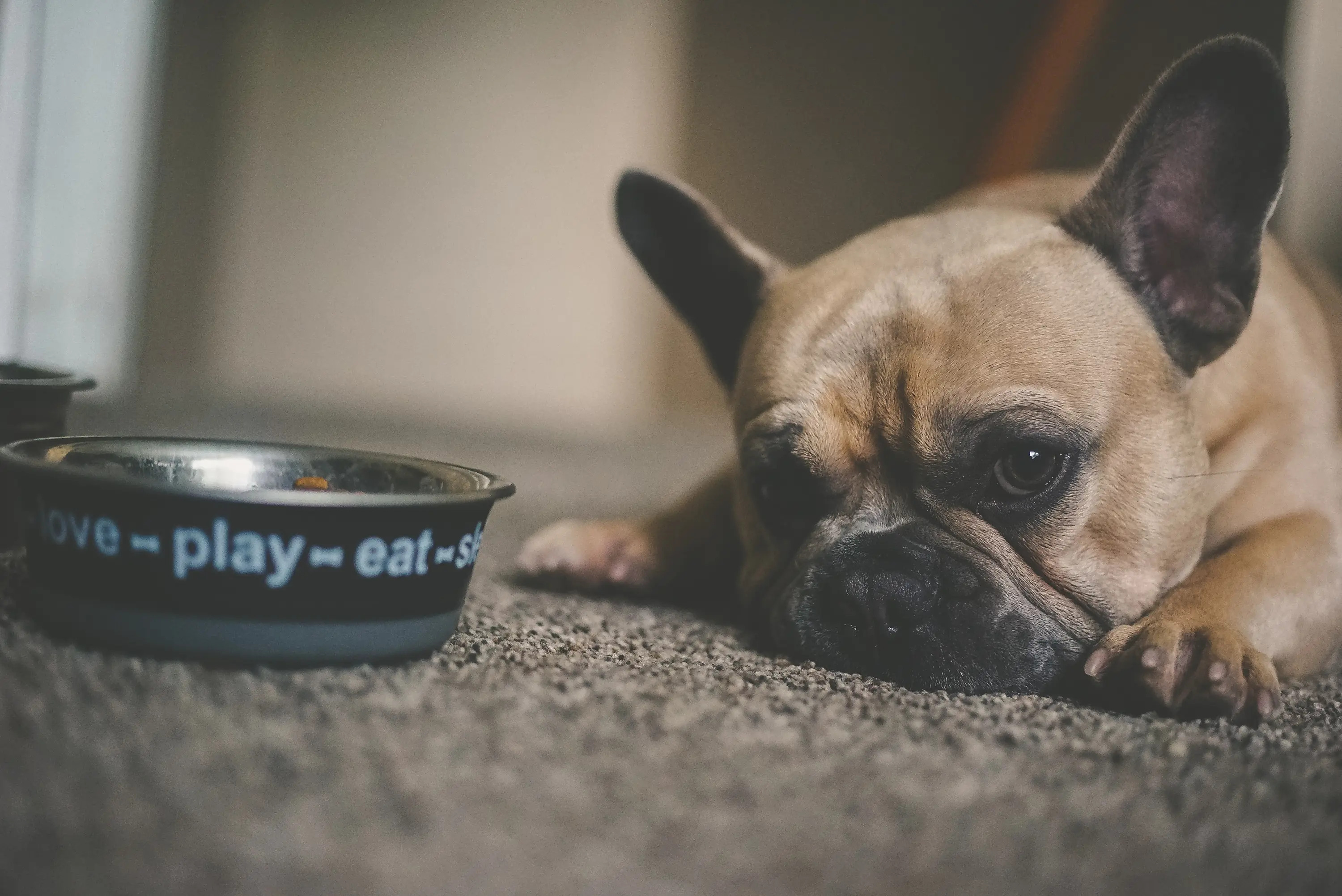 a sad dog not eating