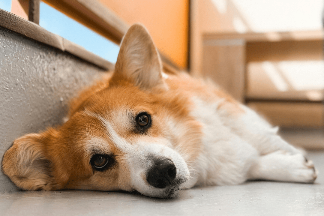 Dog staring