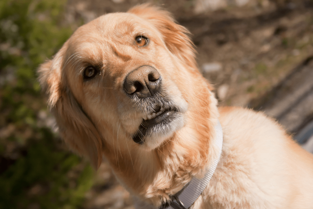 dog staring