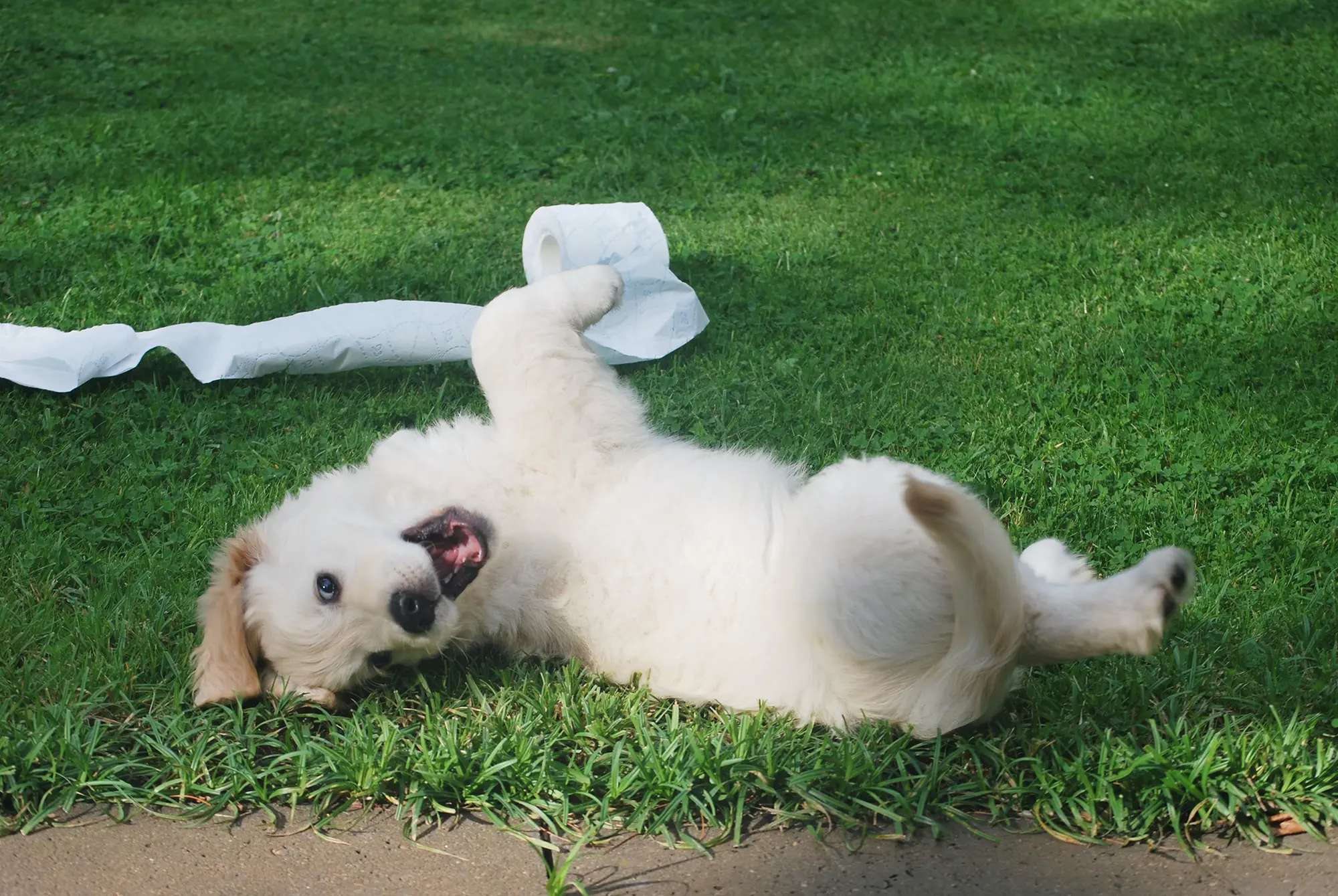 a puppy dog playing in the field with toilet paper & poo