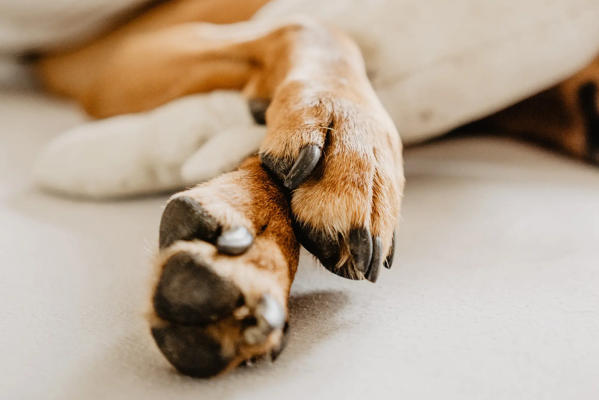 dog paw in bed