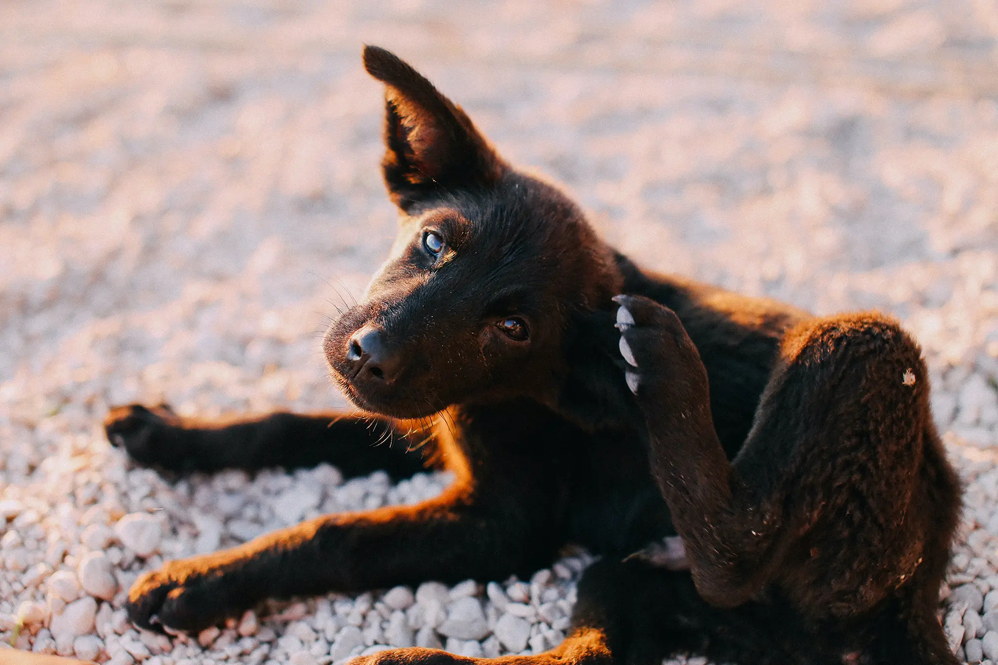 black dog with allergies