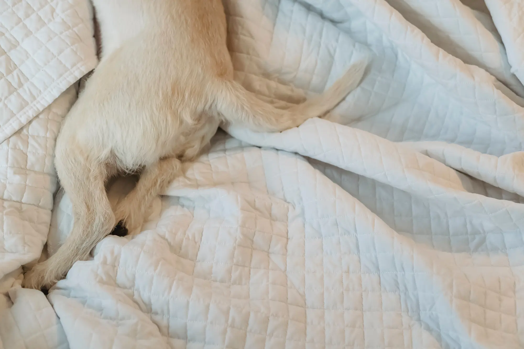 dog sleeping in the bed