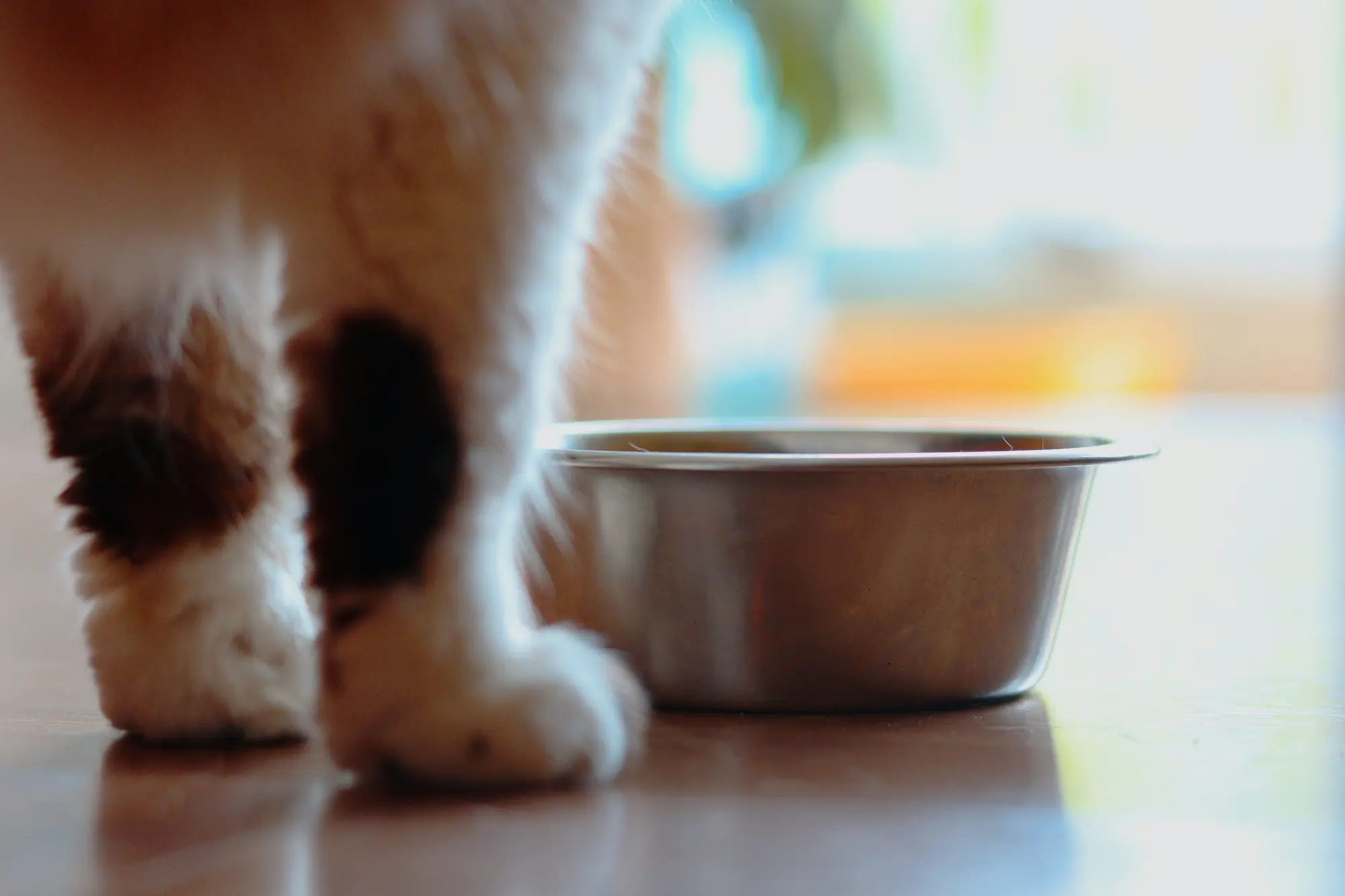 Mealtime Hacks from PawPots