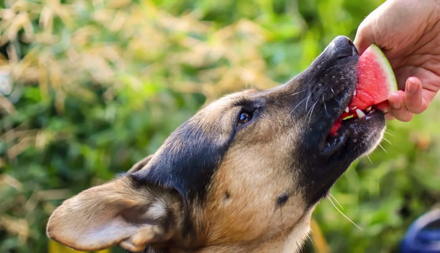 dog eating watermelon