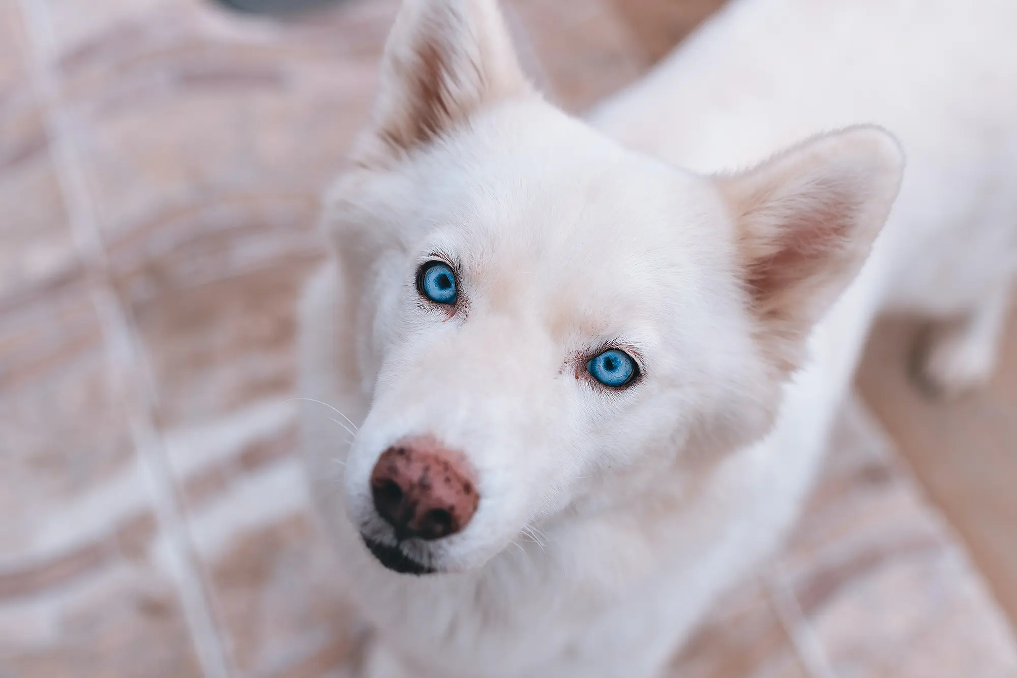 white husky with blue eyes