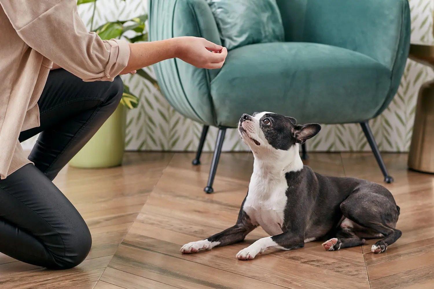 Must-Know Commands to Teach Your Dog