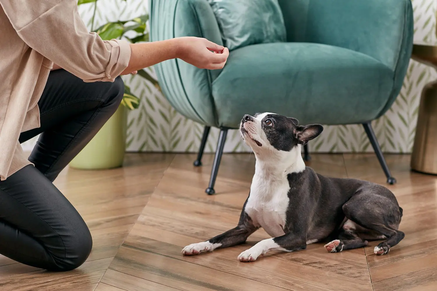 dog learning trick with a treat