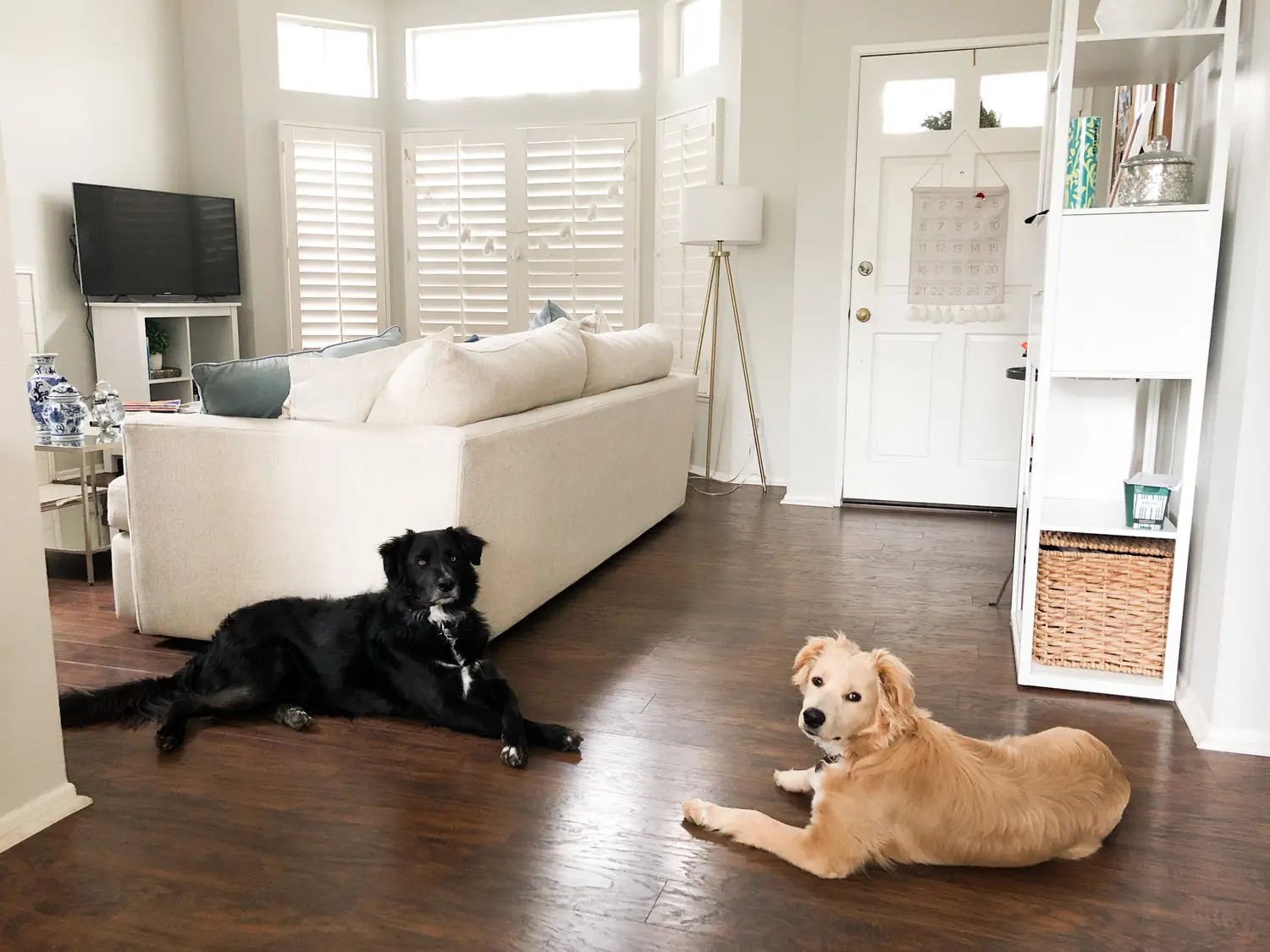 2 dogs sitting inside the house