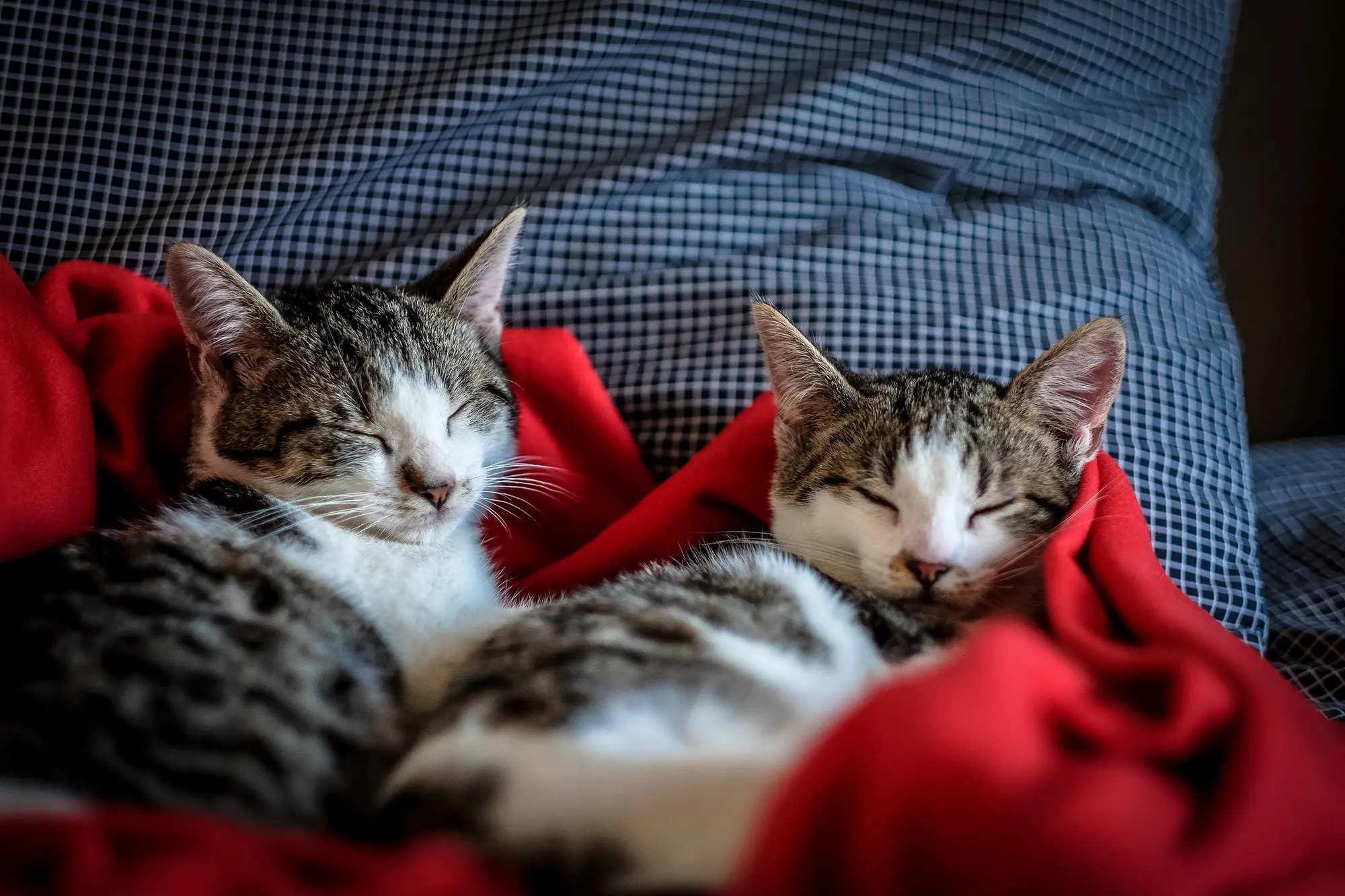 2 cats sleeping together in a bed