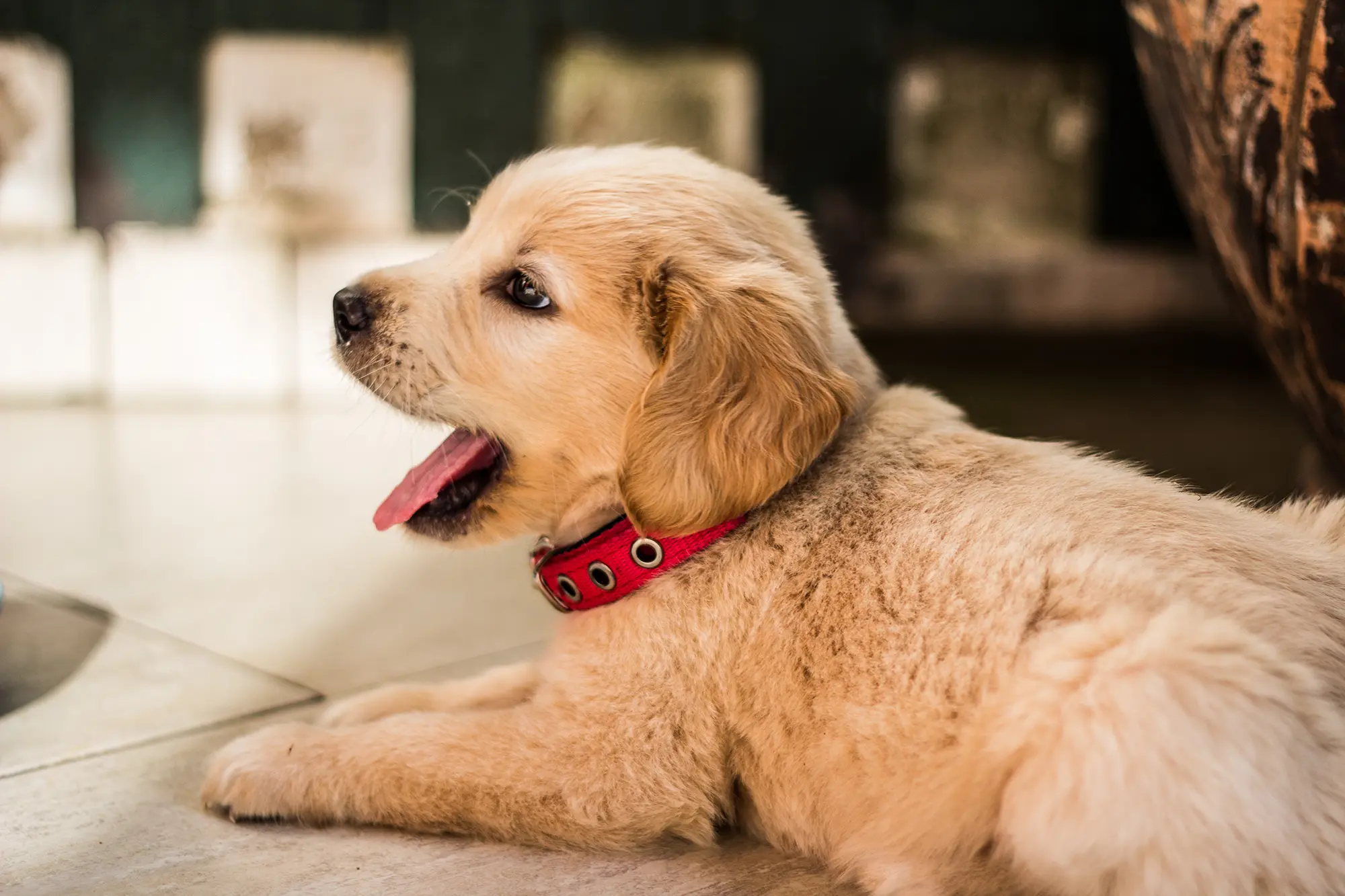 golden retriever puppy happy