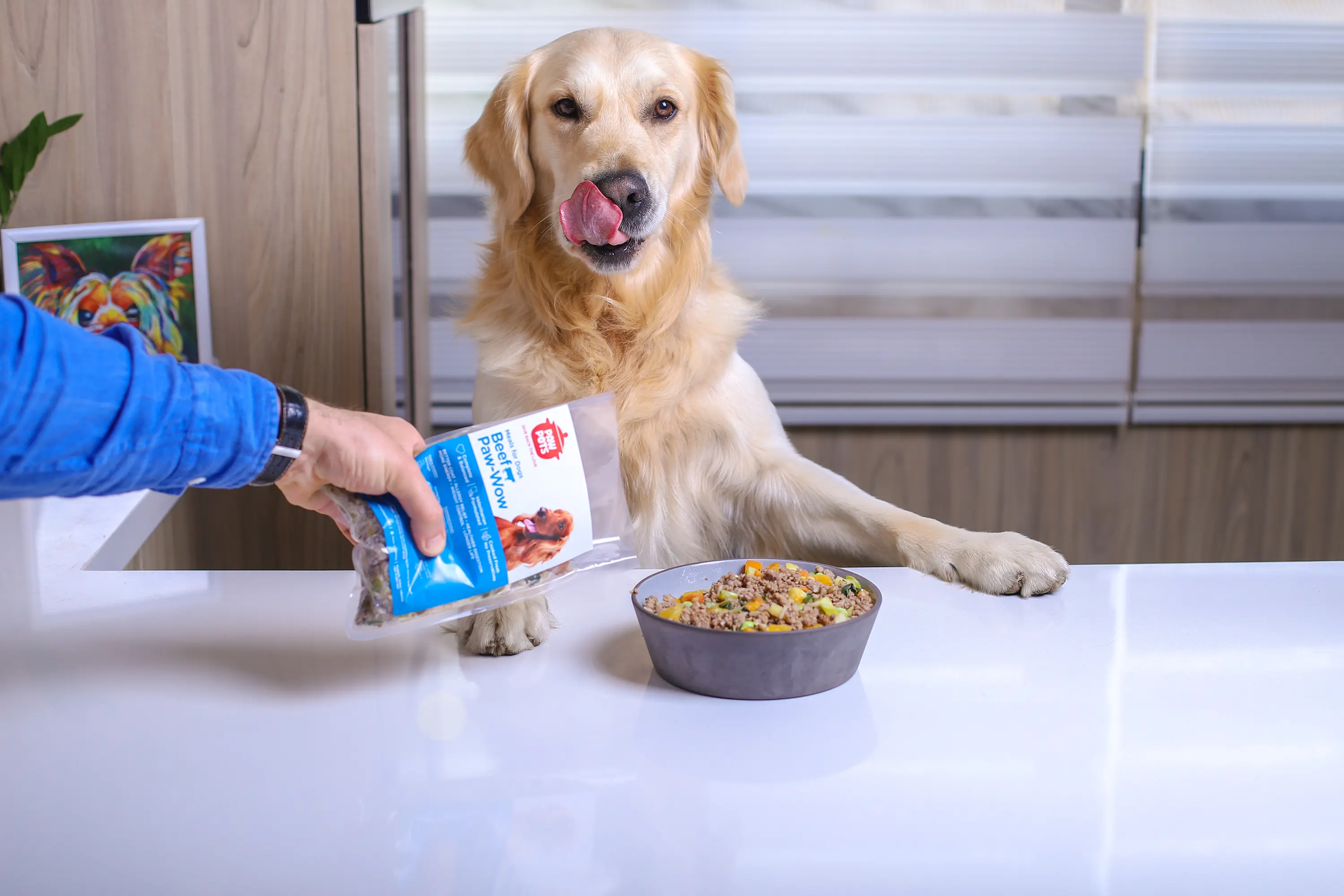 golden retriever eating fresh dog food