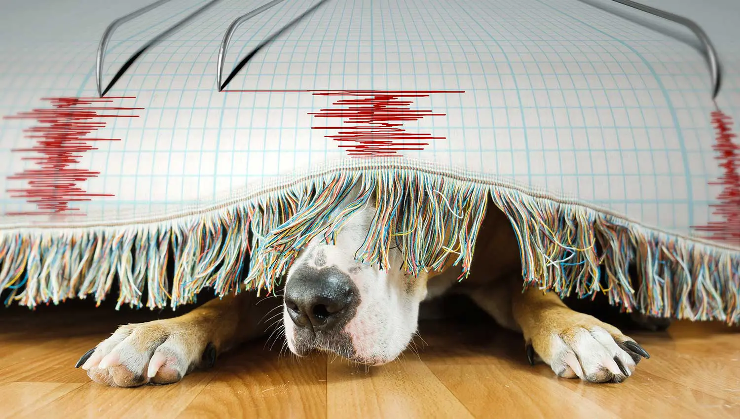 scared dog hiding under a rug