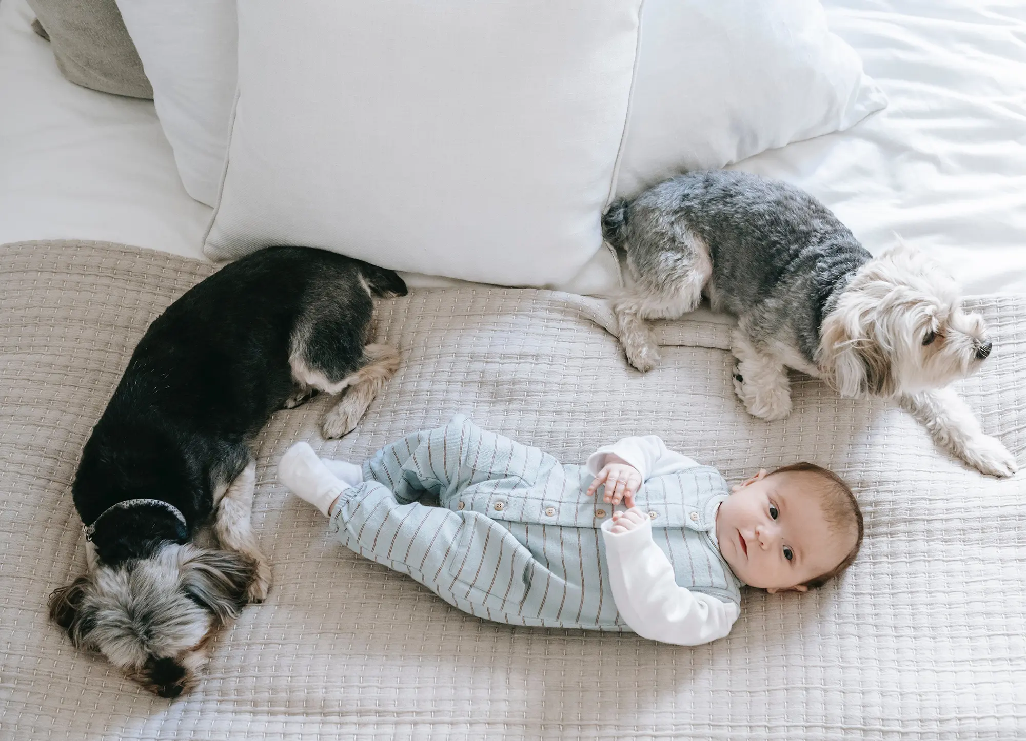 newborn baby sleeping between 2 dogs in the bed