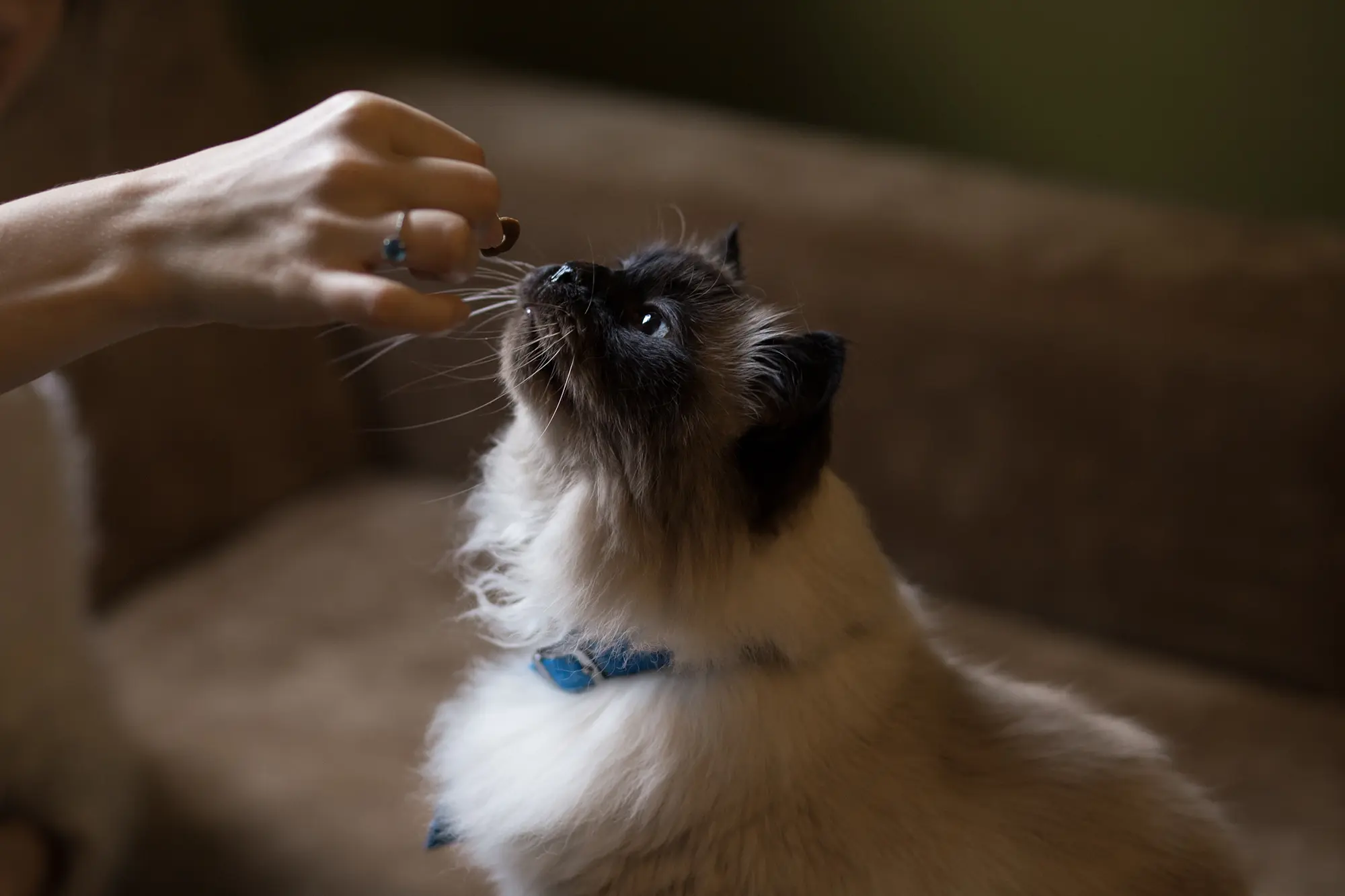 Cat-Safe Snacks to Share With Your Pet
