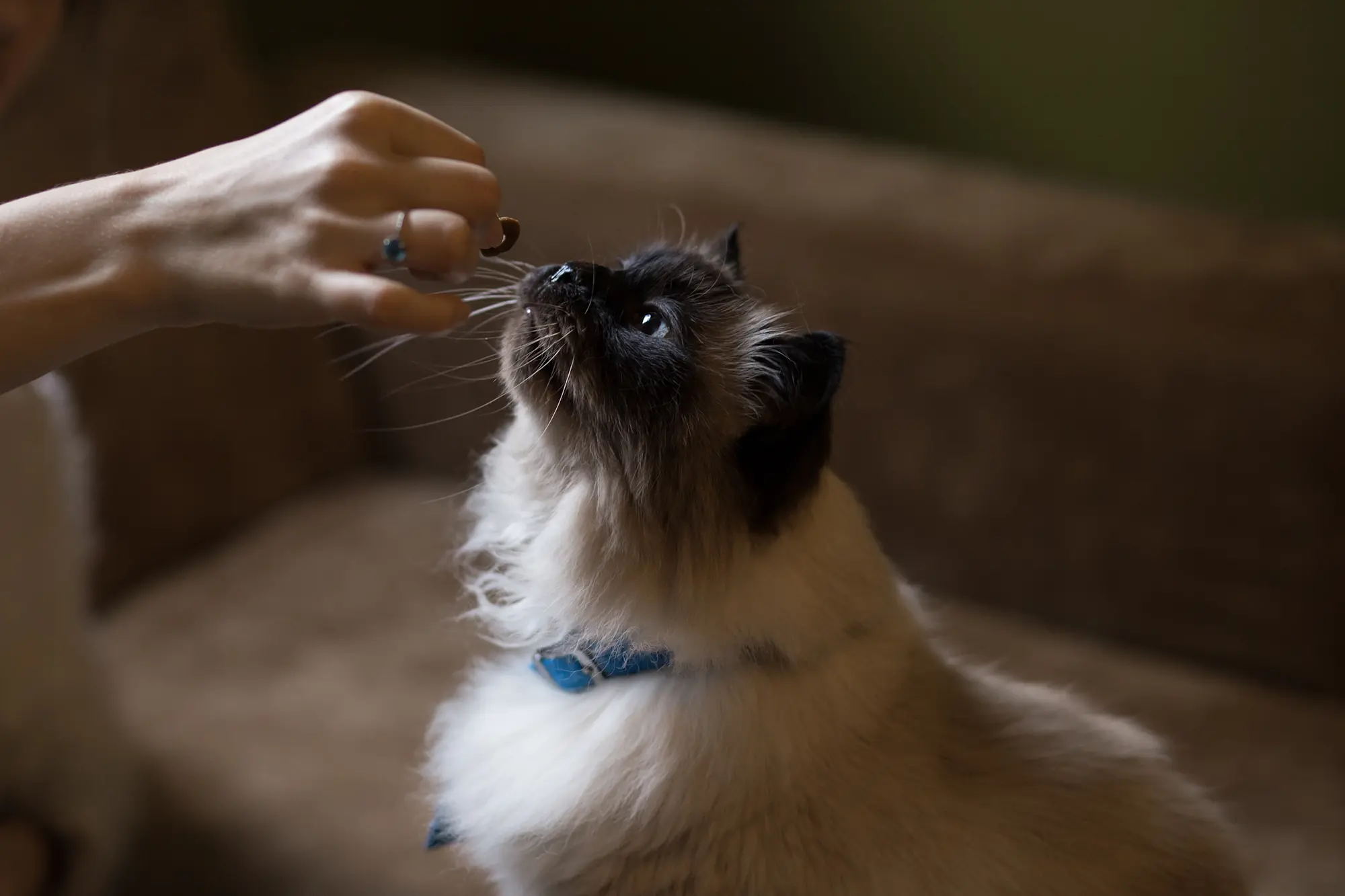 cat happily waiting for her treat