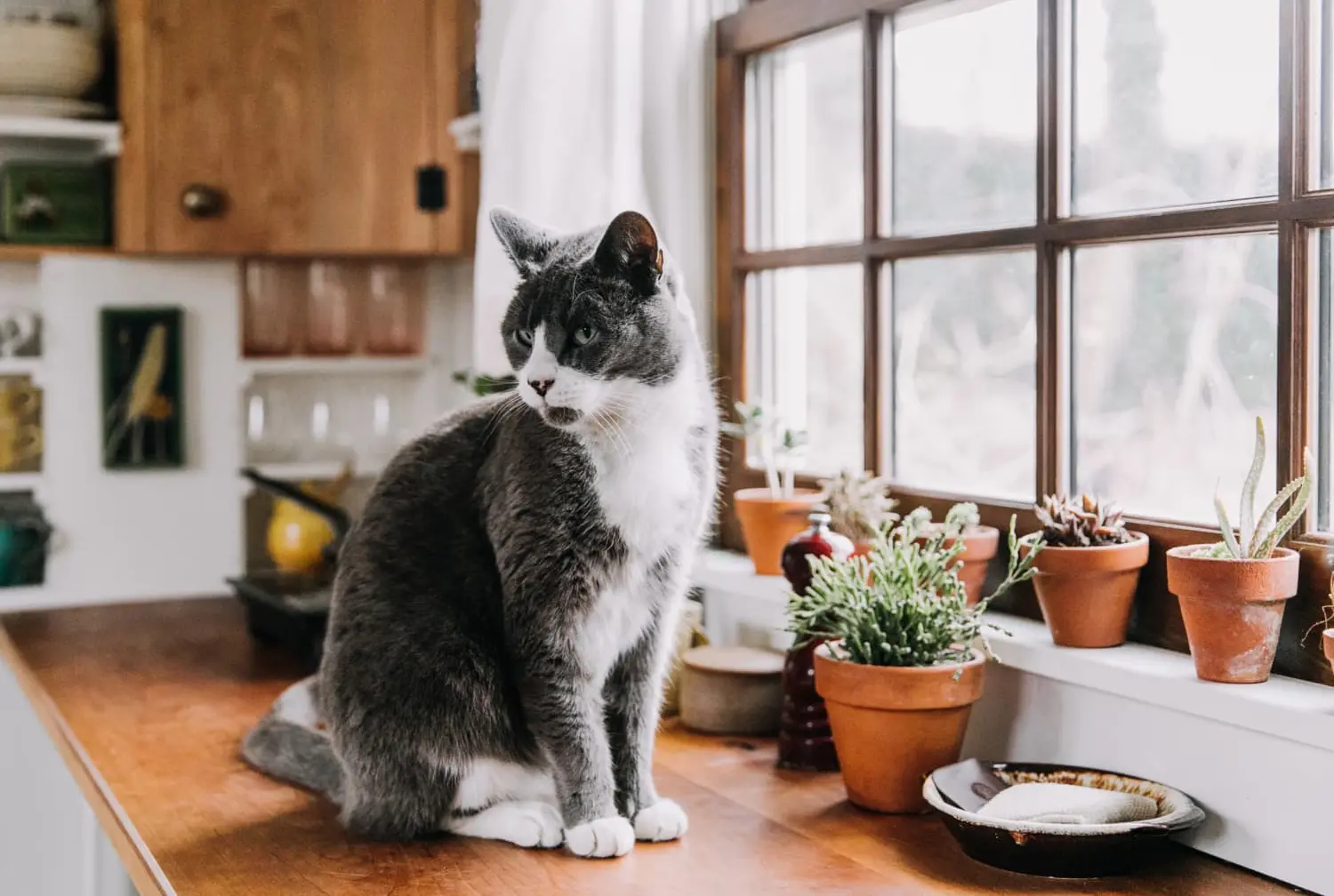 black and white cat