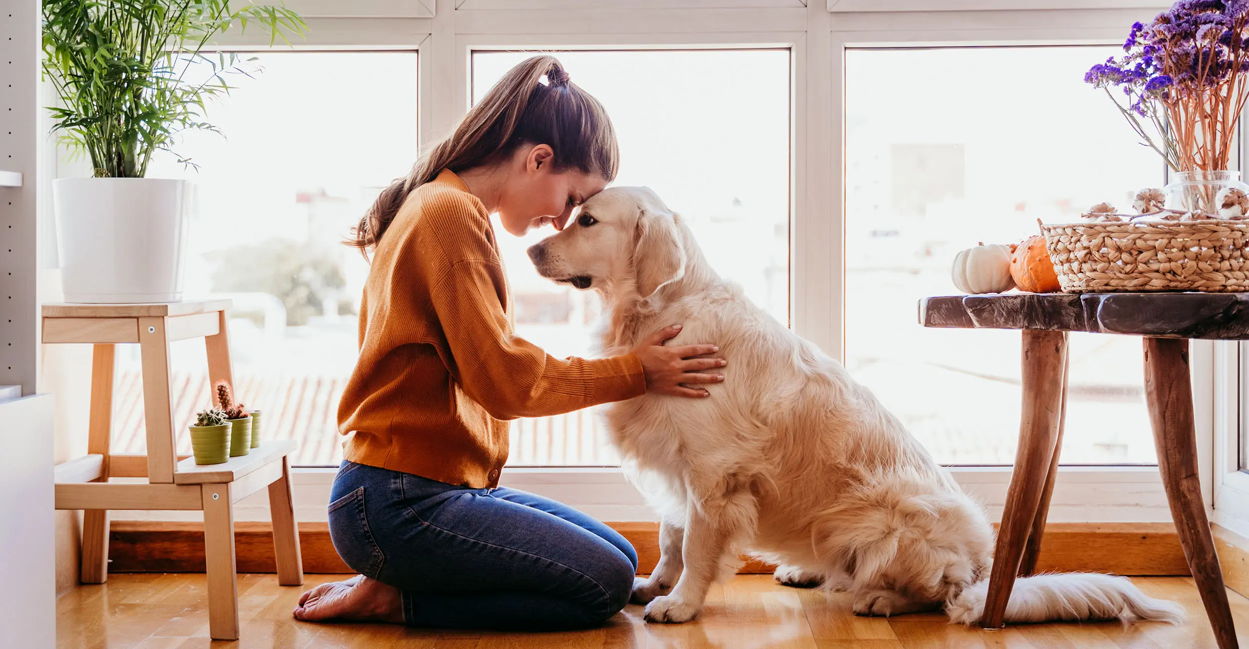 golden retriever dog and human