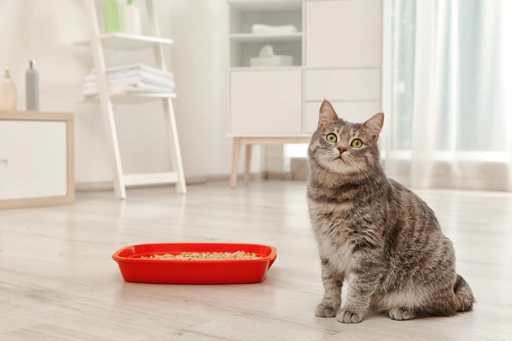 cat litter box