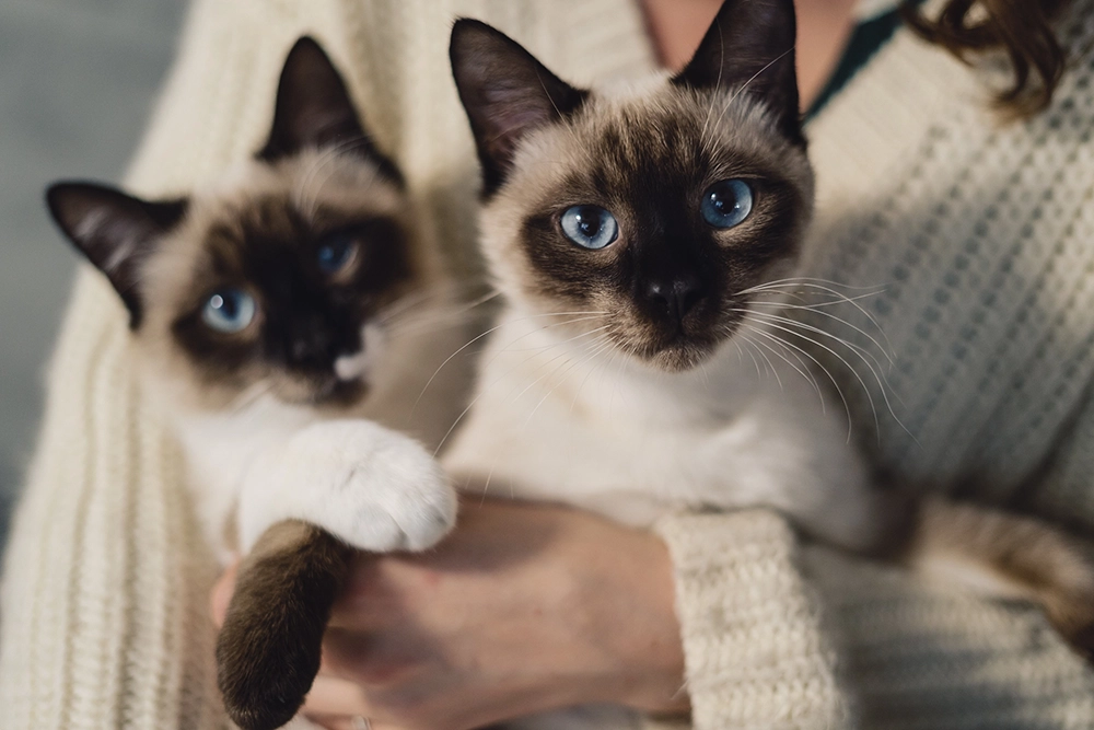 10 Most Popular Cat Breeds that You Need to Bring Home Today