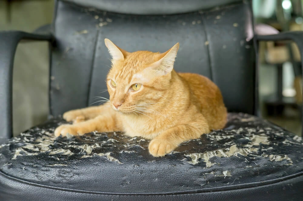 cat scratching the chair