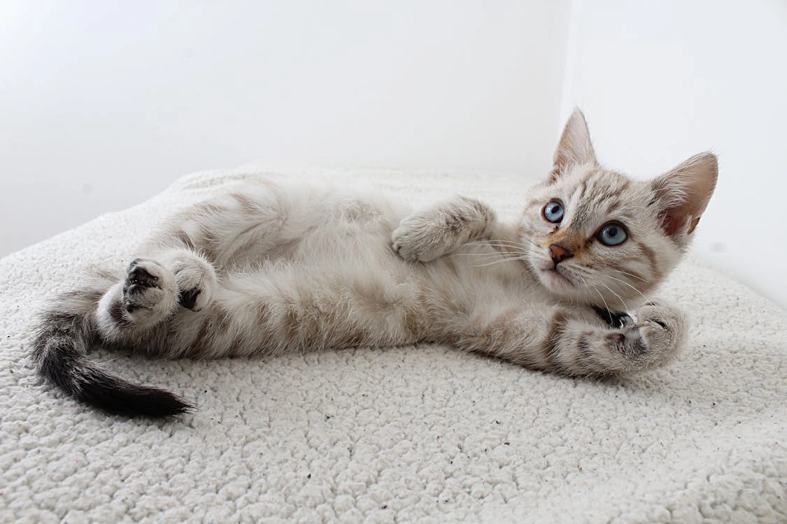 kitten sleeping in bed