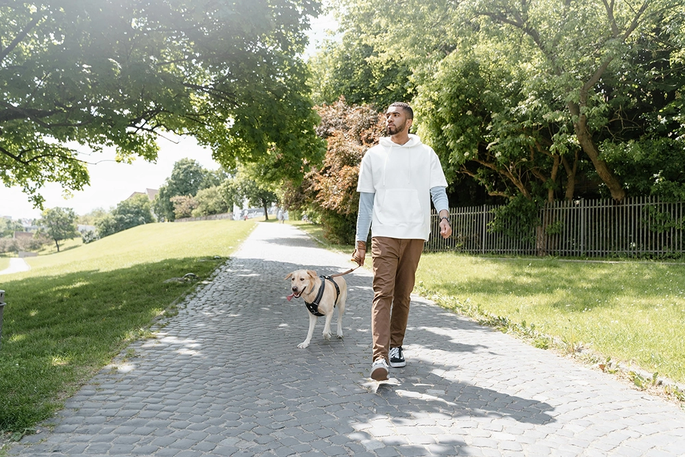 Dog walking and running in a park with owner