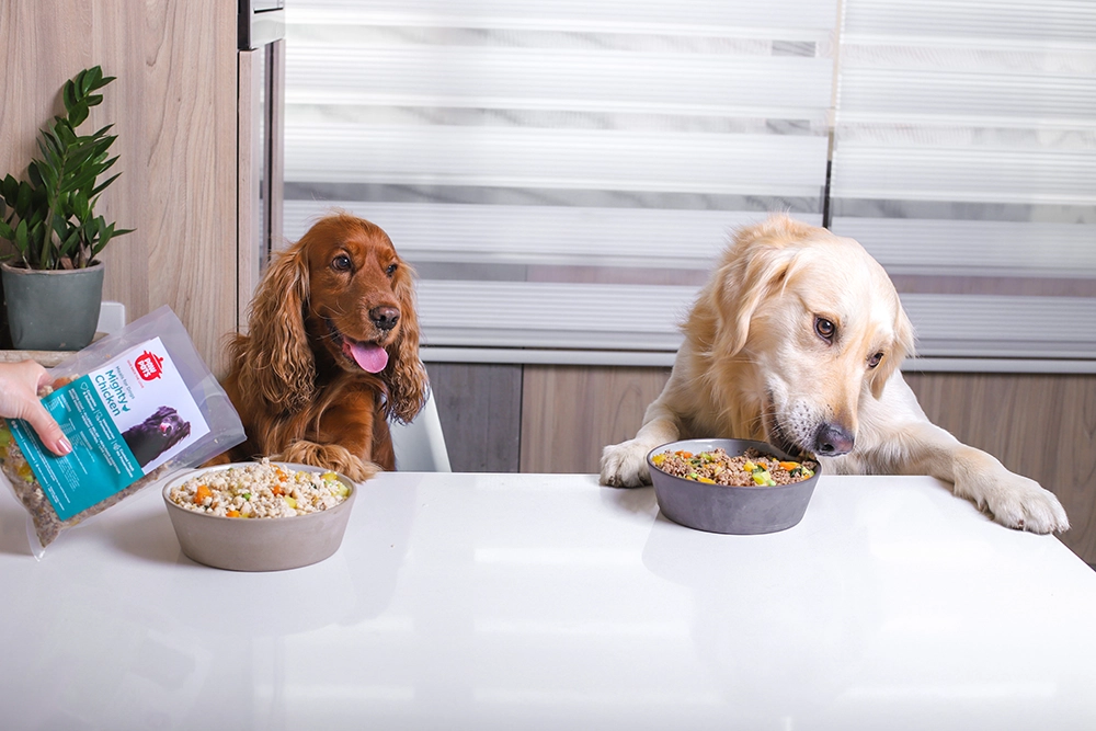 Two dogs eating together peacefully without fighting using separate bowls
