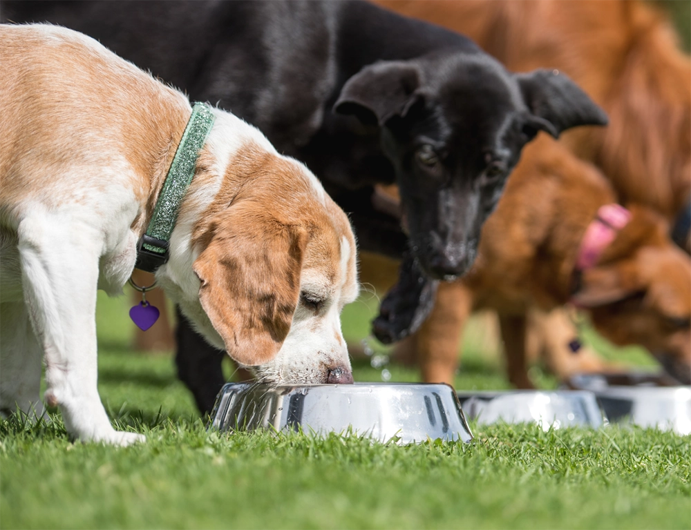 Peaceful mealtime for two dogs with separate bowls to prevent fighting