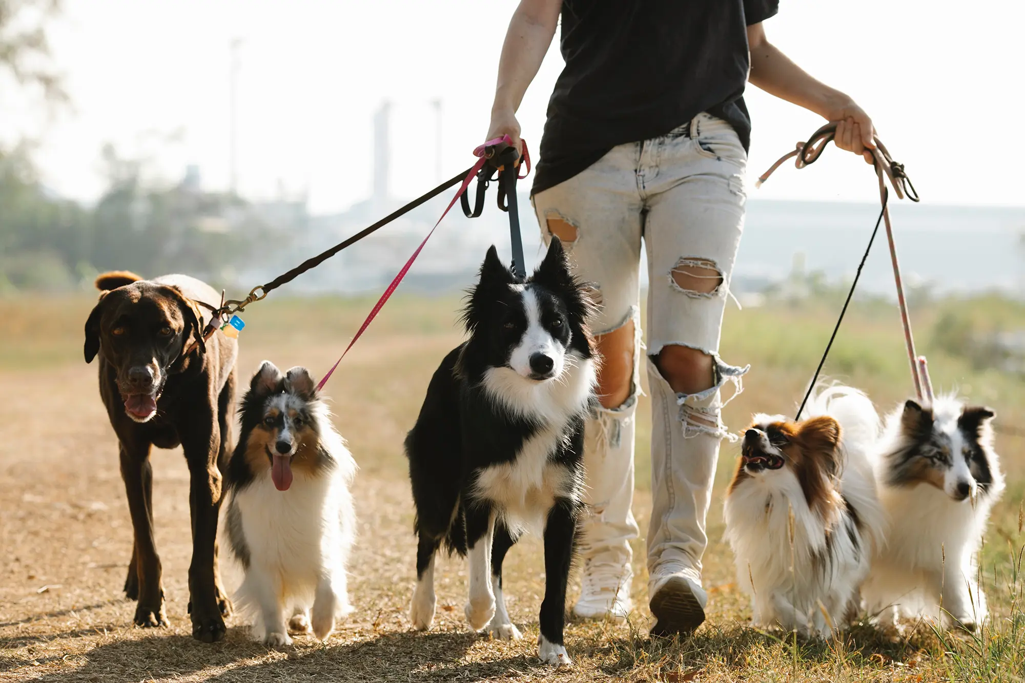 five dogs walking on leash