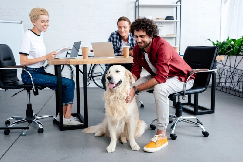 people playing with a dog in the office