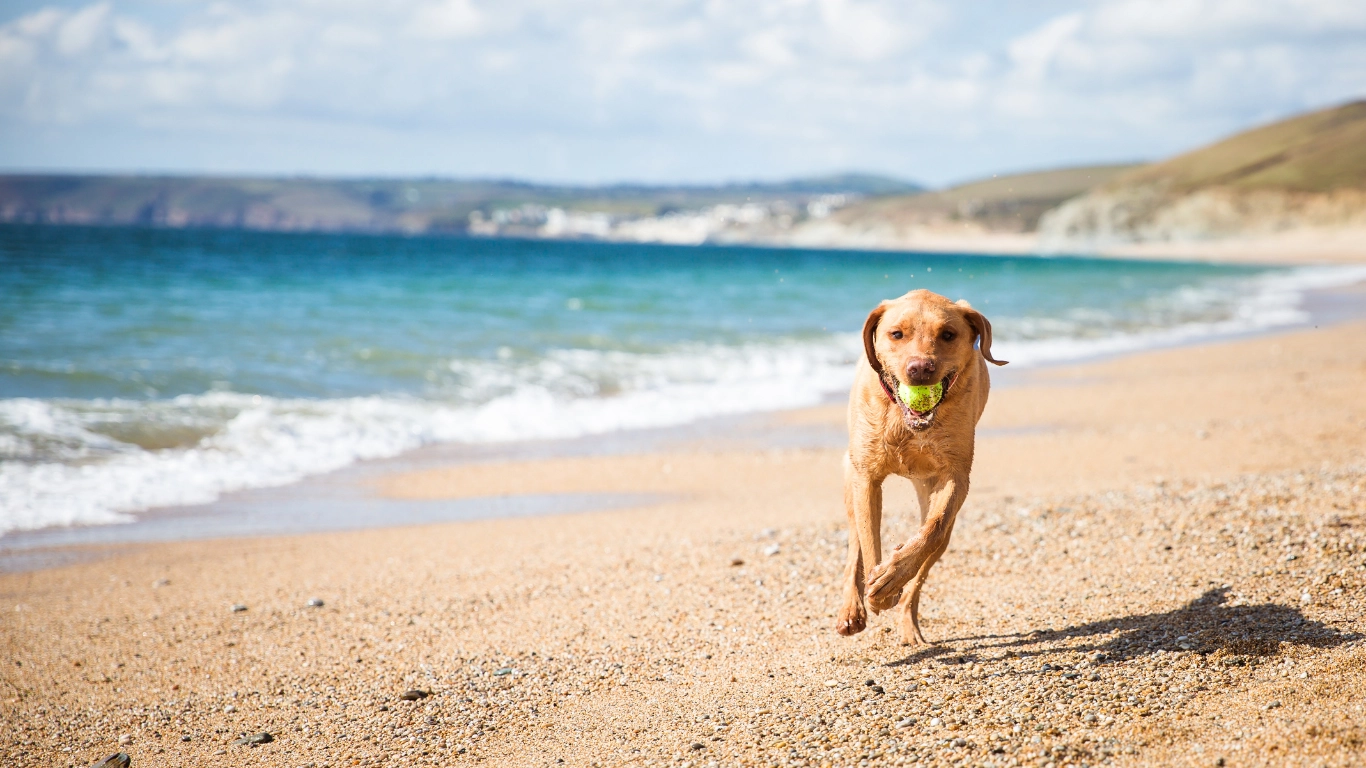dog running at the beach