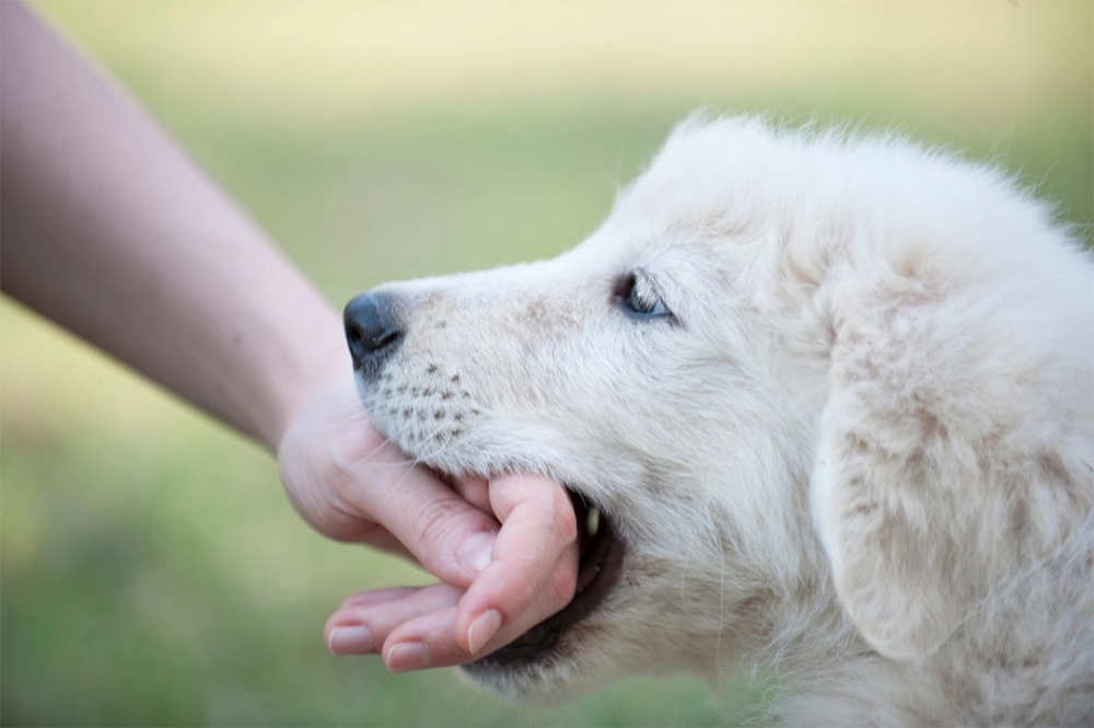 dog biting hand