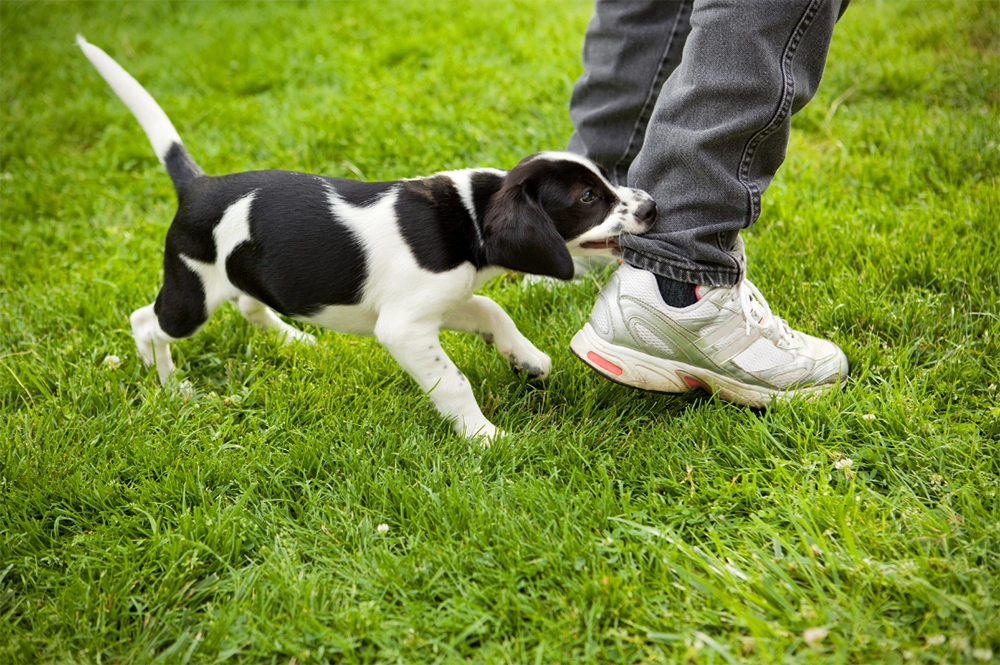 Dog Biting Man's Leg