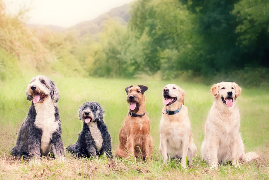 Dogs breeds sitting on grass smiling