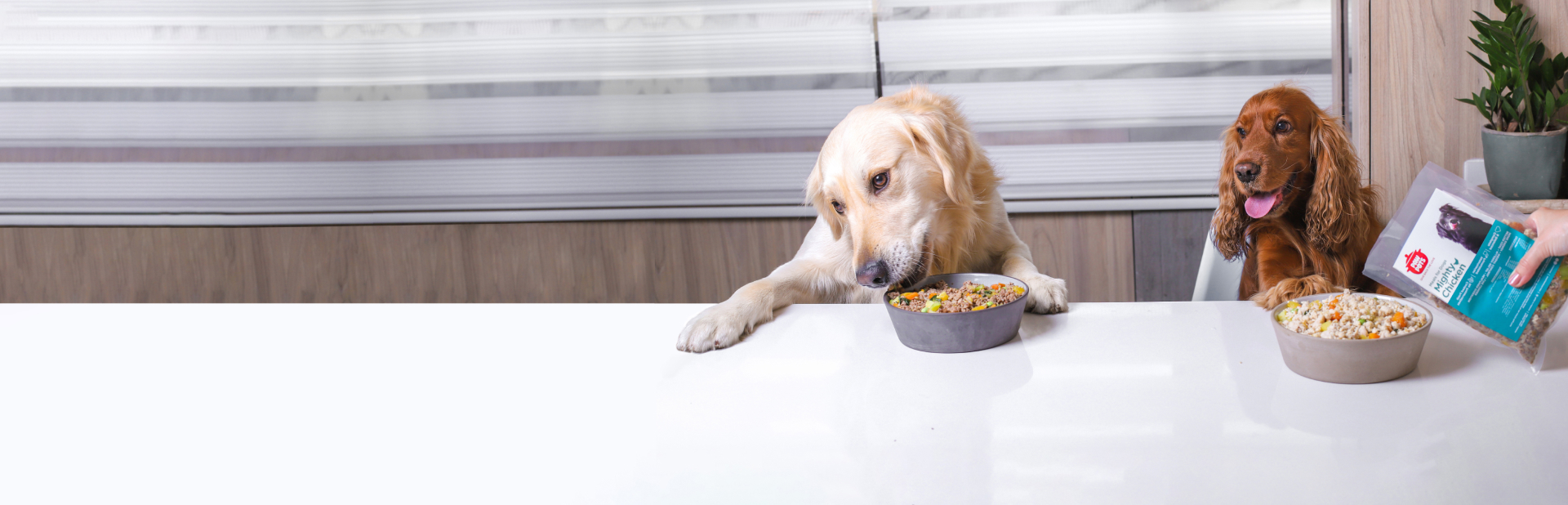 Healthy Cooked Food For Dogs & Cats