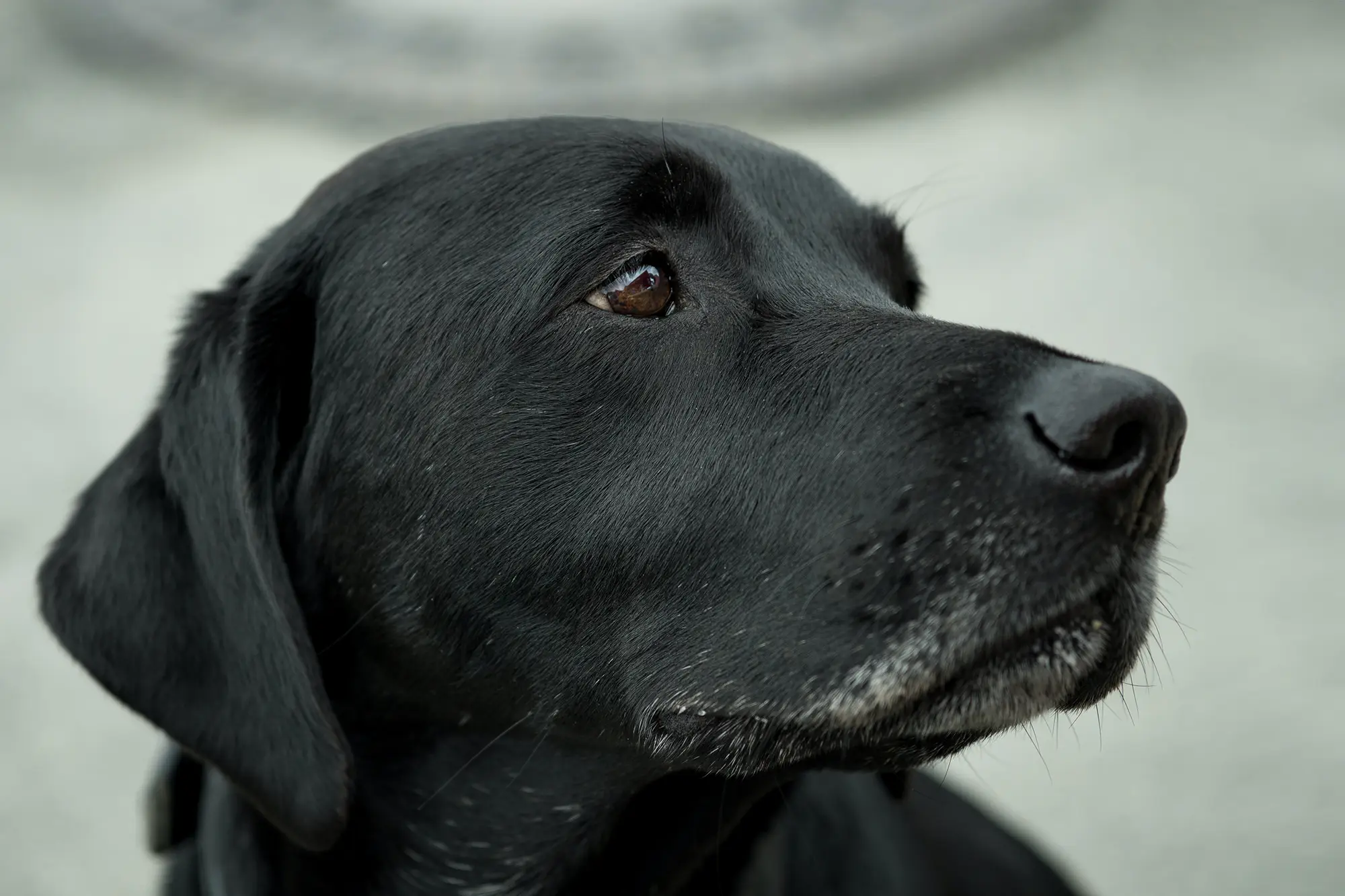 Close-up of a black Labrador retriever